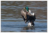 sized_Wilde eend_20090321_006